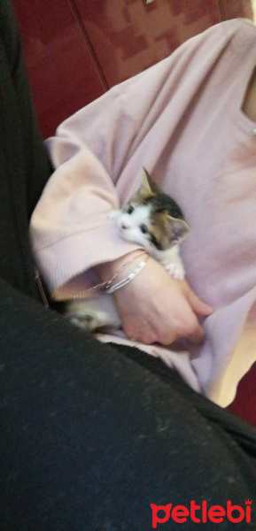 Tekir Kedi, Kedi  Minnaklar fotoğrafı