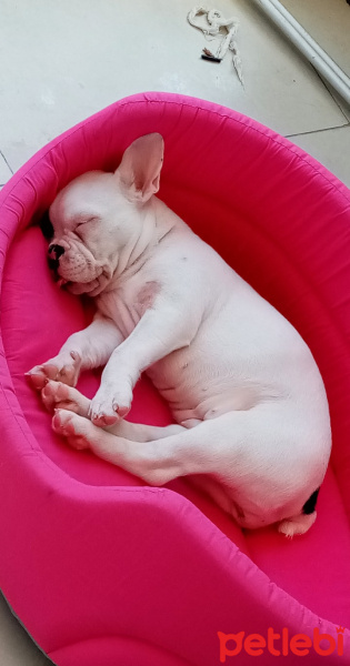 Fransız Bulldog, Köpek  Tekila fotoğrafı