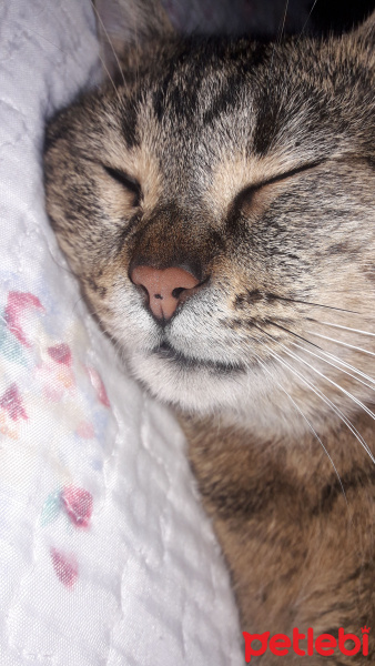 Tekir Kedi, Kedi  Miya fotoğrafı