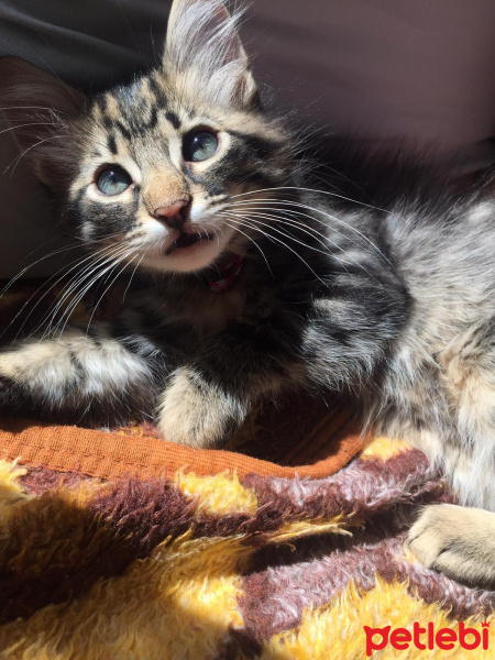 Tekir Kedi, Kedi  Çakıl fotoğrafı
