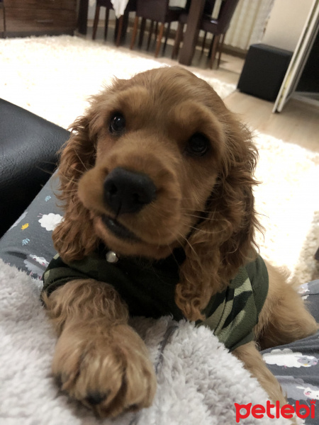 Amerikan Cocker Spaniel, Köpek  Şans fotoğrafı