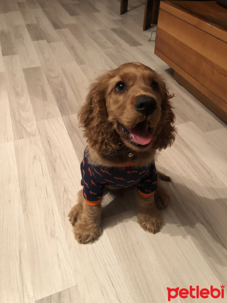 Amerikan Cocker Spaniel, Köpek  Şans fotoğrafı