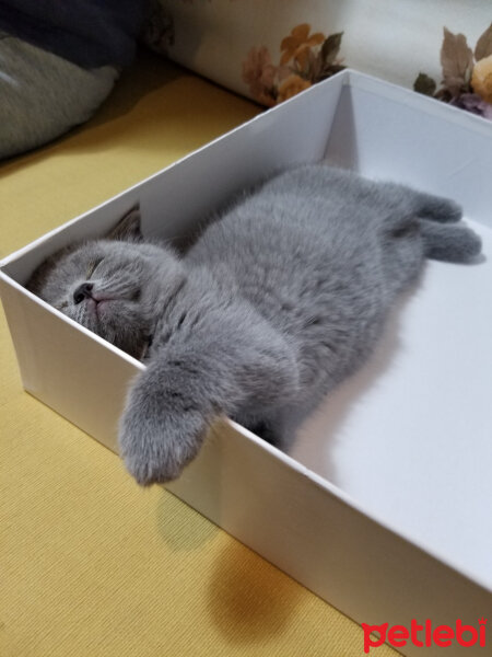 British Shorthair, Kedi  Yumak fotoğrafı