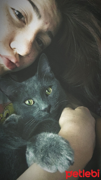 Mavi Rus, Kedi  Duman fotoğrafı