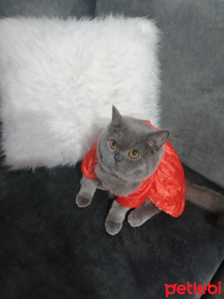 British Shorthair, Kedi  Lina fotoğrafı