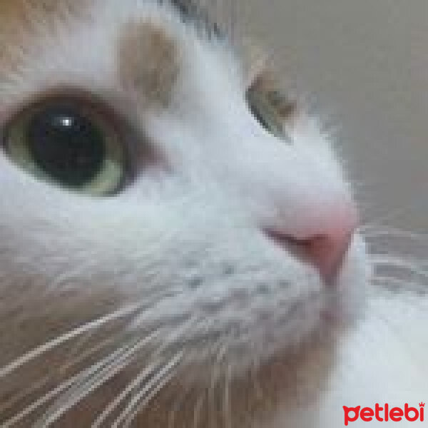 Tekir Kedi, Kedi  dobby fotoğrafı