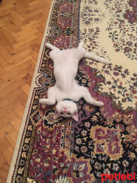 British Shorthair, Kedi  Köpük fotoğrafı