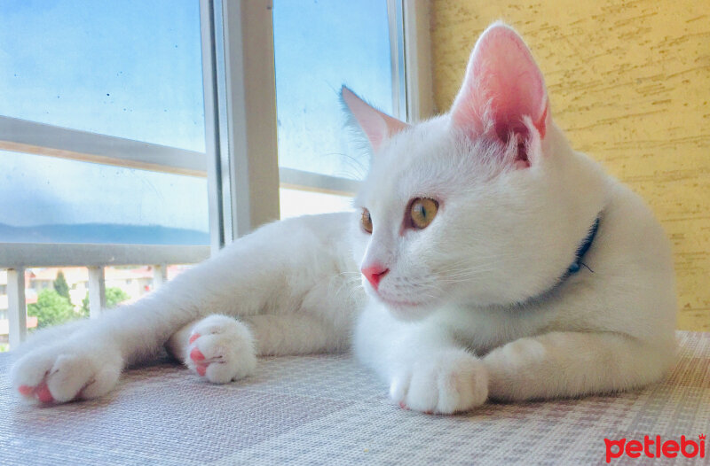 British Shorthair, Kedi  Köpük fotoğrafı