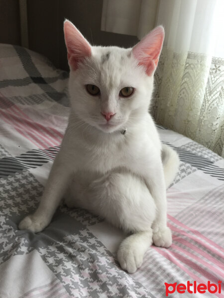 British Shorthair, Kedi  Köpük fotoğrafı