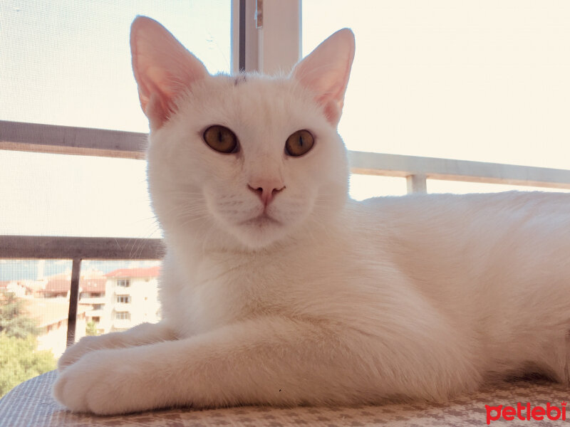 British Shorthair, Kedi  Köpük fotoğrafı