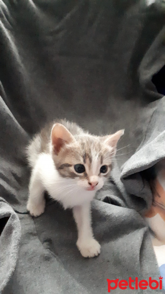 Tekir Kedi, Kedi  Hera fotoğrafı