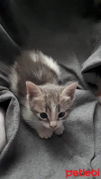 Tekir Kedi, Kedi  Hera fotoğrafı