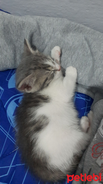 Tekir Kedi, Kedi  Hera fotoğrafı