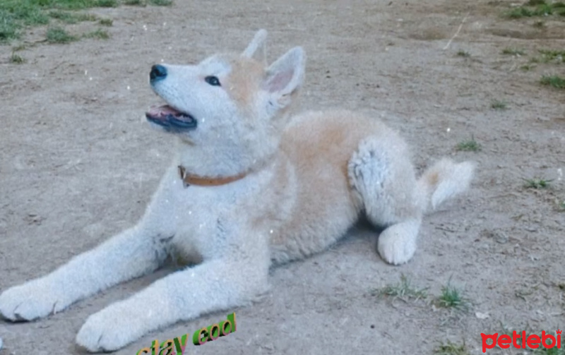 Akita İnu, Köpek  Alf fotoğrafı