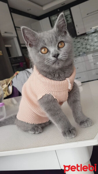 British Shorthair, Kedi  Mars fotoğrafı