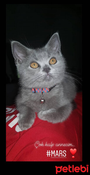 British Shorthair, Kedi  Mars fotoğrafı