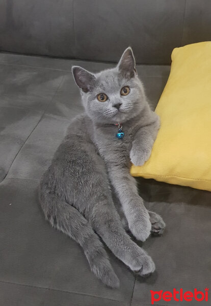 British Shorthair, Kedi  Mars fotoğrafı