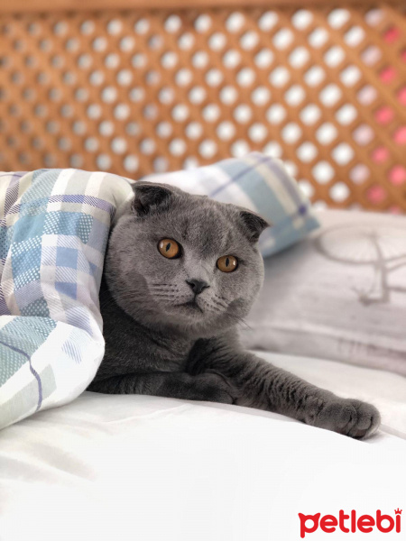 Scottish Fold, Kedi  Fiko fotoğrafı