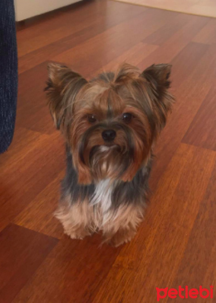 Yorkshire Terrier, Köpek  Karanfil fotoğrafı