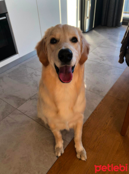 Golden Retriever, Köpek  Ares fotoğrafı