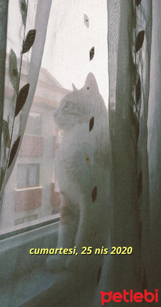Tekir Kedi, Kedi  Aşkım fotoğrafı