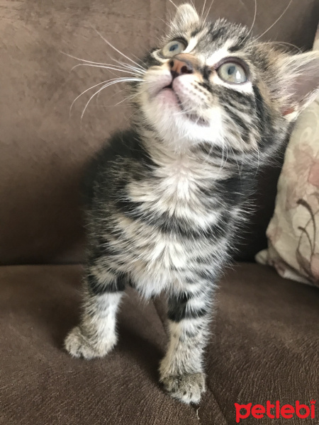 Tekir Kedi, Kedi  Henüz yok fotoğrafı