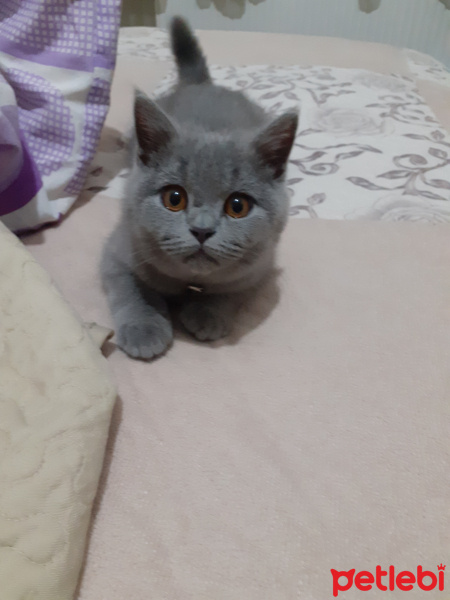 British Shorthair, Kedi  Eko fotoğrafı