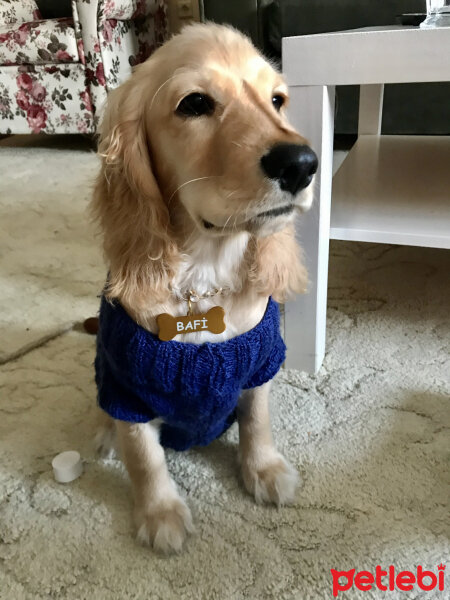 İngiliz Cocker Spaniel, Köpek  Bafi fotoğrafı