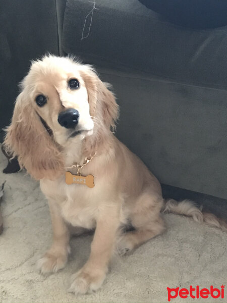 İngiliz Cocker Spaniel, Köpek  Bafi fotoğrafı