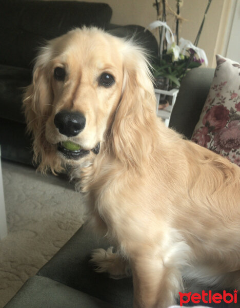 İngiliz Cocker Spaniel, Köpek  Bafi fotoğrafı