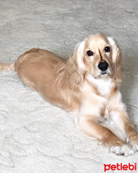 İngiliz Cocker Spaniel, Köpek  Bafi fotoğrafı