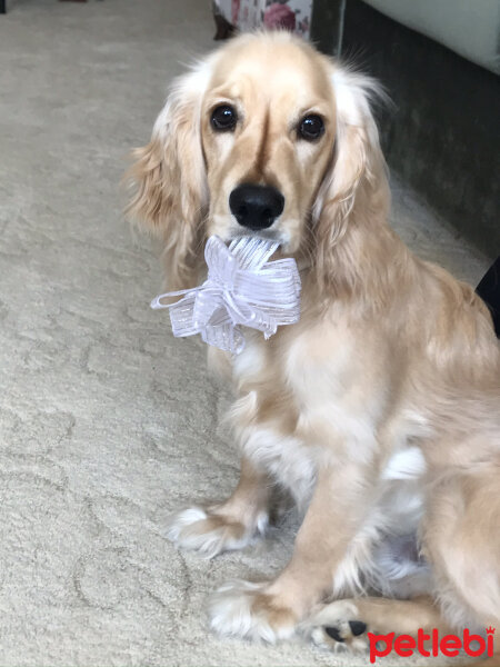 İngiliz Cocker Spaniel, Köpek  Bafi fotoğrafı