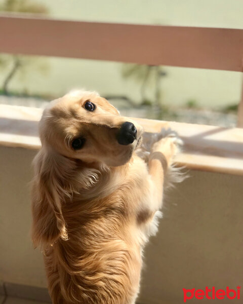 İngiliz Cocker Spaniel, Köpek  Bafi fotoğrafı