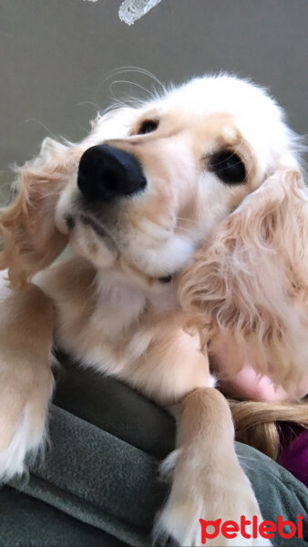 İngiliz Cocker Spaniel, Köpek  Bafi fotoğrafı