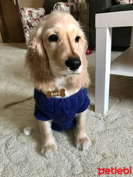 İngiliz Cocker Spaniel, Köpek  Bafi fotoğrafı