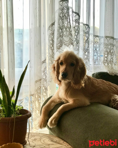 İngiliz Cocker Spaniel, Köpek  Bafi fotoğrafı