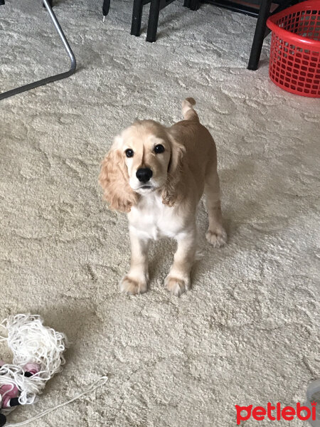 İngiliz Cocker Spaniel, Köpek  Bafi fotoğrafı