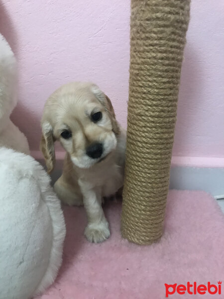 İngiliz Cocker Spaniel, Köpek  Bafi fotoğrafı