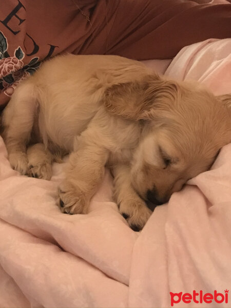 İngiliz Cocker Spaniel, Köpek  Bafi fotoğrafı