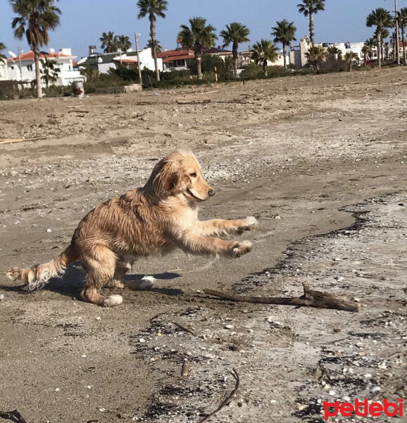 İngiliz Cocker Spaniel, Köpek  Bafi fotoğrafı