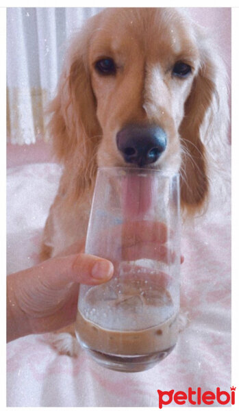 İngiliz Cocker Spaniel, Köpek  Bafi fotoğrafı