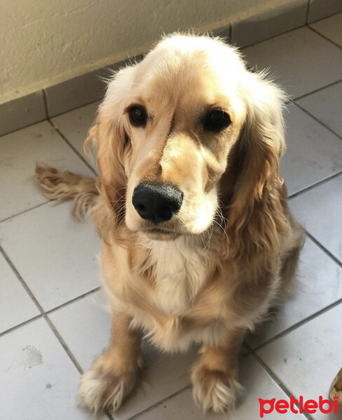 İngiliz Cocker Spaniel, Köpek  Bafi fotoğrafı