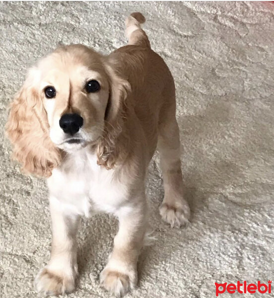 İngiliz Cocker Spaniel, Köpek  Bafi fotoğrafı