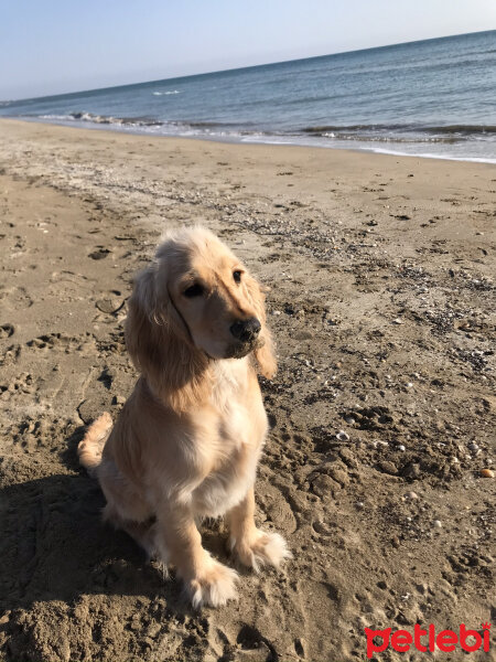 İngiliz Cocker Spaniel, Köpek  Bafi fotoğrafı