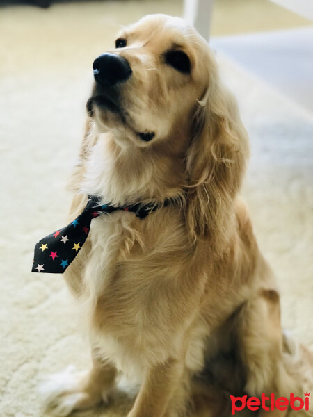 İngiliz Cocker Spaniel, Köpek  Bafi fotoğrafı