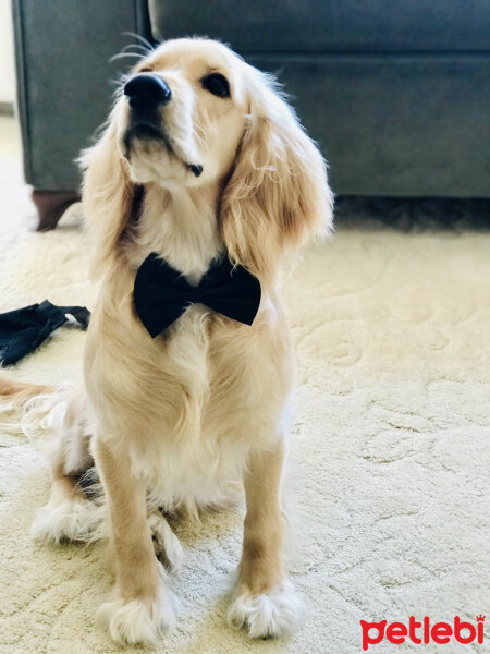 İngiliz Cocker Spaniel, Köpek  Bafi fotoğrafı