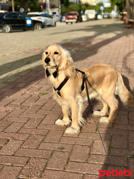İngiliz Cocker Spaniel, Köpek  Bafi fotoğrafı