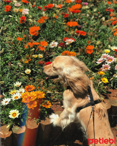 İngiliz Cocker Spaniel, Köpek  Bafi fotoğrafı