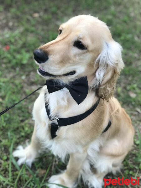 İngiliz Cocker Spaniel, Köpek  Bafi fotoğrafı