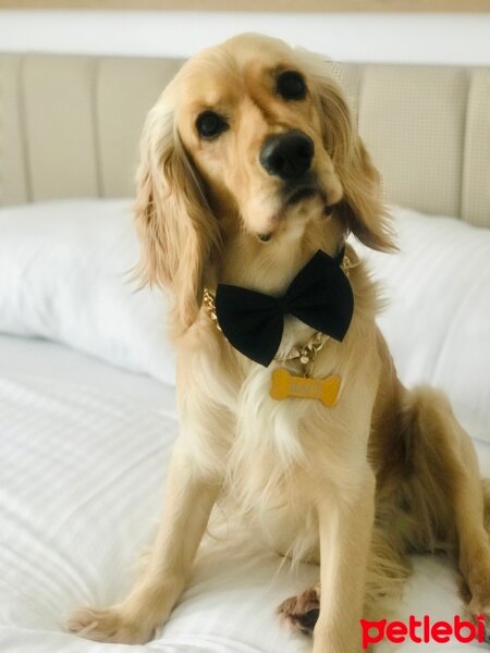 İngiliz Cocker Spaniel, Köpek  Bafi fotoğrafı